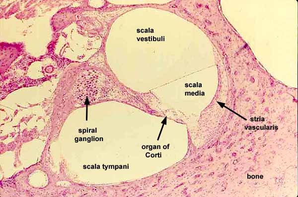 <p>located beneath the organ of corti and filled with perilymph; receives vibrations from the oval window and transmits them via the basilar membrane to the organ of corti where they are converted into neural signals that the brain interprets as sound; referred to as the Scala tympani</p>