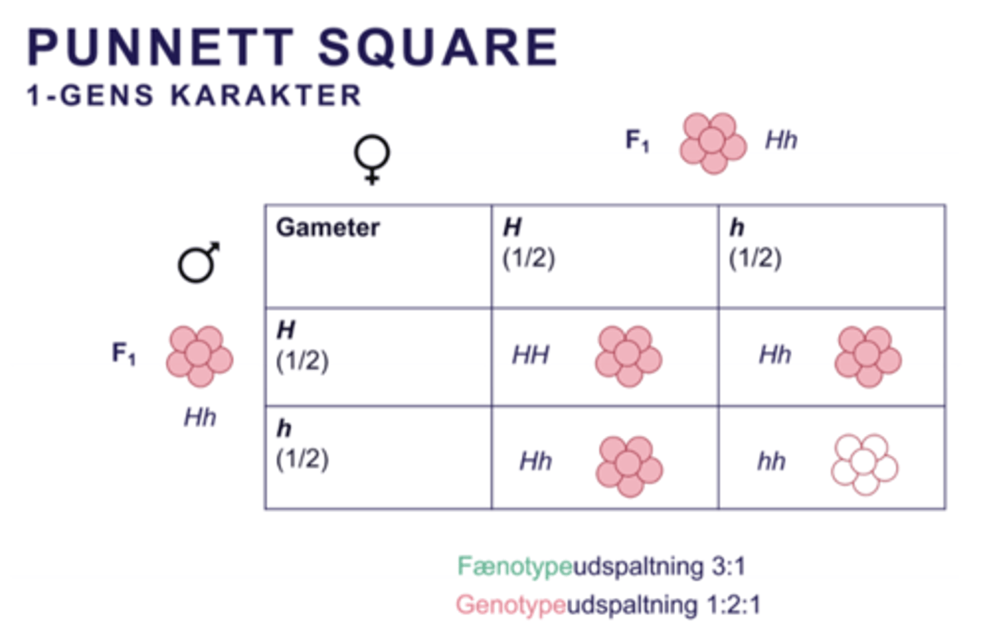 <p>1-gens kryds, nedarvning af 1-gens karakter</p><p>Forventede fænotypeudfald 3:1</p><p>Forventede genotypeudfald 1:2:1</p>