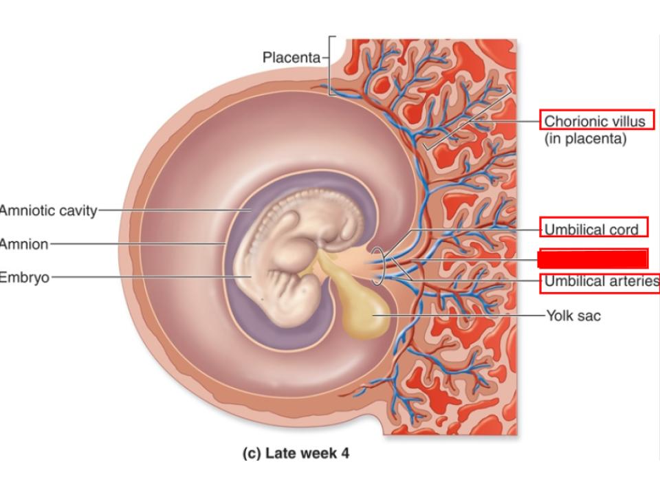 <p>umbilical cord</p>