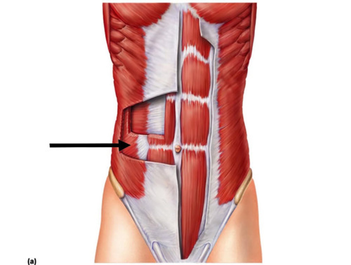 <p>origin: lumbar fascia, iliac crest, and inguinal ligament</p><p>insertion: linea alba, pubic crest, costal cartilages of last 3 ribs</p><p>action: flexes and rotates vertebral column; increases abdominal pressure, fixes and depresses ribs, stabilizes pelvis during walking, used in sit-ups and curls + compresses abdominal wall, aids muscles of back in trunk rotation and lateral flexion, used in oblique curls</p>
