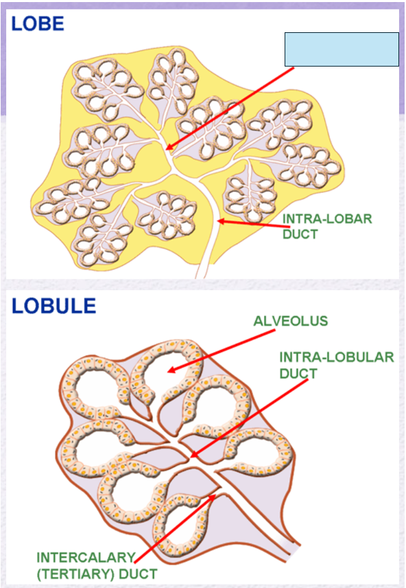 <p>Name the gland’s duct (blue box)</p>