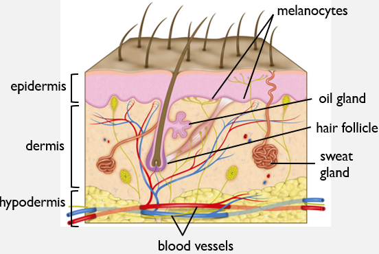 <p>What are the <strong>functions </strong>of the integumentary system?&nbsp;</p>
