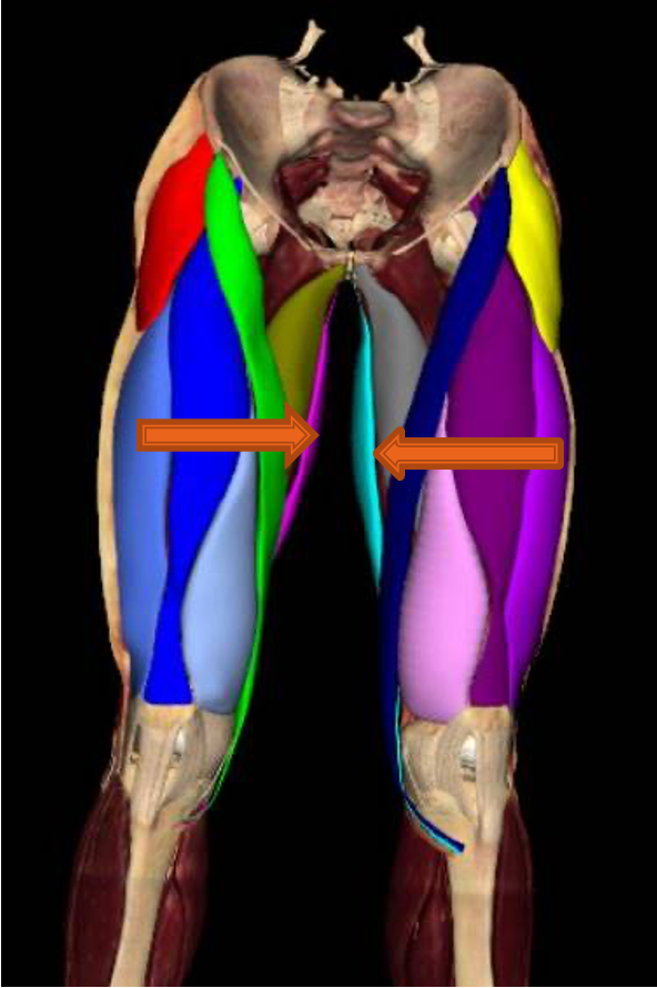 <p><mark data-color="red">most superficial muscle on medial thigh</mark></p><p><strong>origin: </strong>body and inferior ramus of pubis</p><p><strong>insertion: </strong>superior part of medial surface of tibia</p><p><strong>innervation:</strong> anterior branch of obturator nerve L2-L3</p><p><strong>action:</strong> -adduct thigh</p><p>-flex hip</p><p>-medially rotate leg</p>