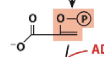 <p>Dehydration activates phosphoryl for transfer in step 10</p><p>Forms phosphoenolpyruvate</p>