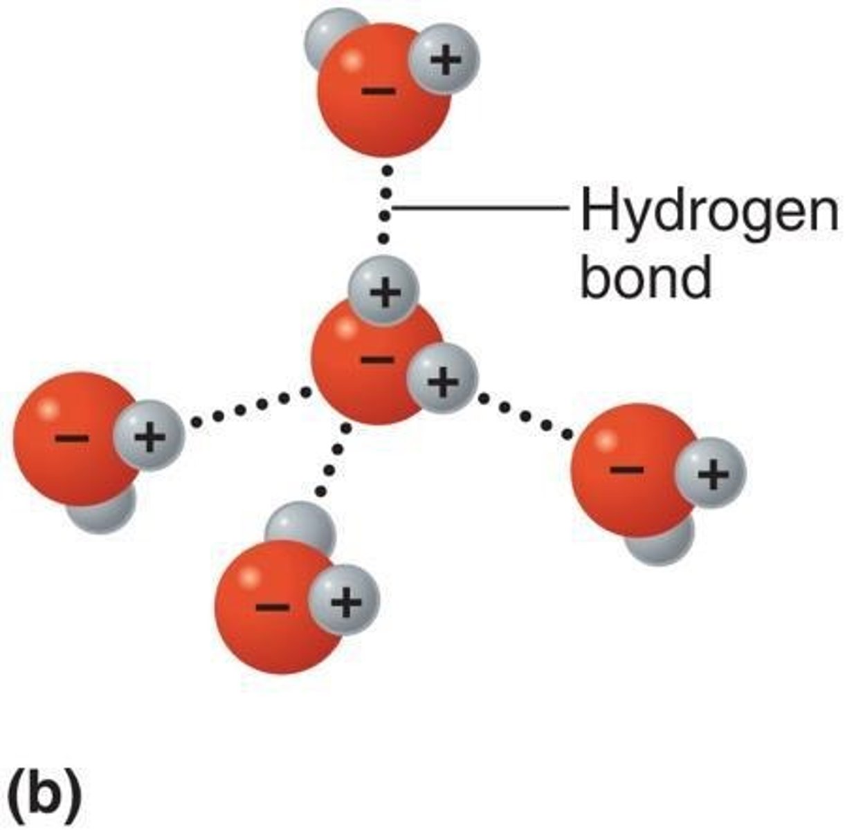 <p>A water molecule can form hydrogen bonds with up to four nearby water molecules.</p>