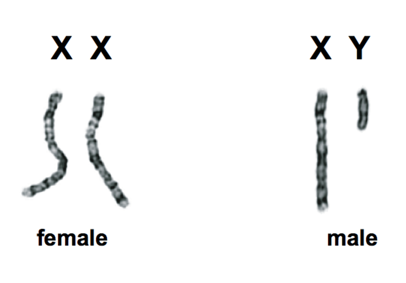 <p>all other chromosomes other than sex cells</p><ul><li><p>1st through 22nd pair in humans</p></li></ul>