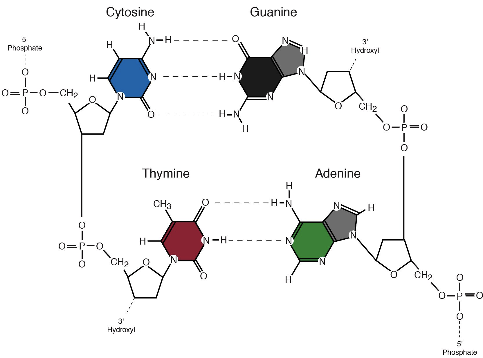 <p>A&amp;T, C&amp;G</p>