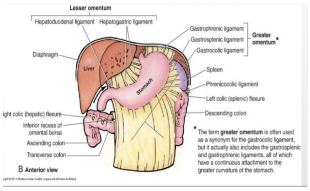 <p>2 layers of peritoneum passing from stomach &amp; first part of duodenum to other viscera —</p><ul><li><p>Greater omentum</p><ul><li><p>Large, apron-like peritoneal fold attaching to greater stomach curvature &amp; first part of duodenum. From there it drapes inferiorly over transverse colon, jejunum, &amp; ileum, where it then goes posteriorly to ascend &amp; adhere to the peritoneum on the superior surface of the transverse colon &amp; anterior layer of transverse mesocolon before arriving at posterior abdominal wall</p></li><li><p>Usually a thin membrane but always contains an accumulation of fat, which can become substantial in some individuals</p></li><li><p>2 arteries &amp; veins — right &amp; left gastro-omental vessels — between double-layered peritoneal apron just inferior to greater curvature of stomach</p></li><li><p>Gastrophrenic, gastrosplenic, gastrocolic ligaments</p></li></ul></li><li><p>Lesser omentum</p><ul><li><p>Thin membrane that extends from lesser stomach curvature &amp; first part of duodenum to inferior liver surface</p></li><li><p>Divided into —</p><ul><li><p>Medial hepatogastric ligament</p><ul><li><p>Passes between stomach &amp; liver, ends laterally as a free margin &amp; serves anterior border of omental foramen</p></li><li><p>Holds the hepatic artery proper, bile duct, &amp; portal vein</p></li></ul></li><li><p>Lateral hepatoduodenal ligament — passes between duodenum &amp; liver</p></li></ul></li><li><p>Right &amp; left gastric vessels are between layers of lesser omentum near the lesser curvature of the stomach</p></li></ul></li></ul>