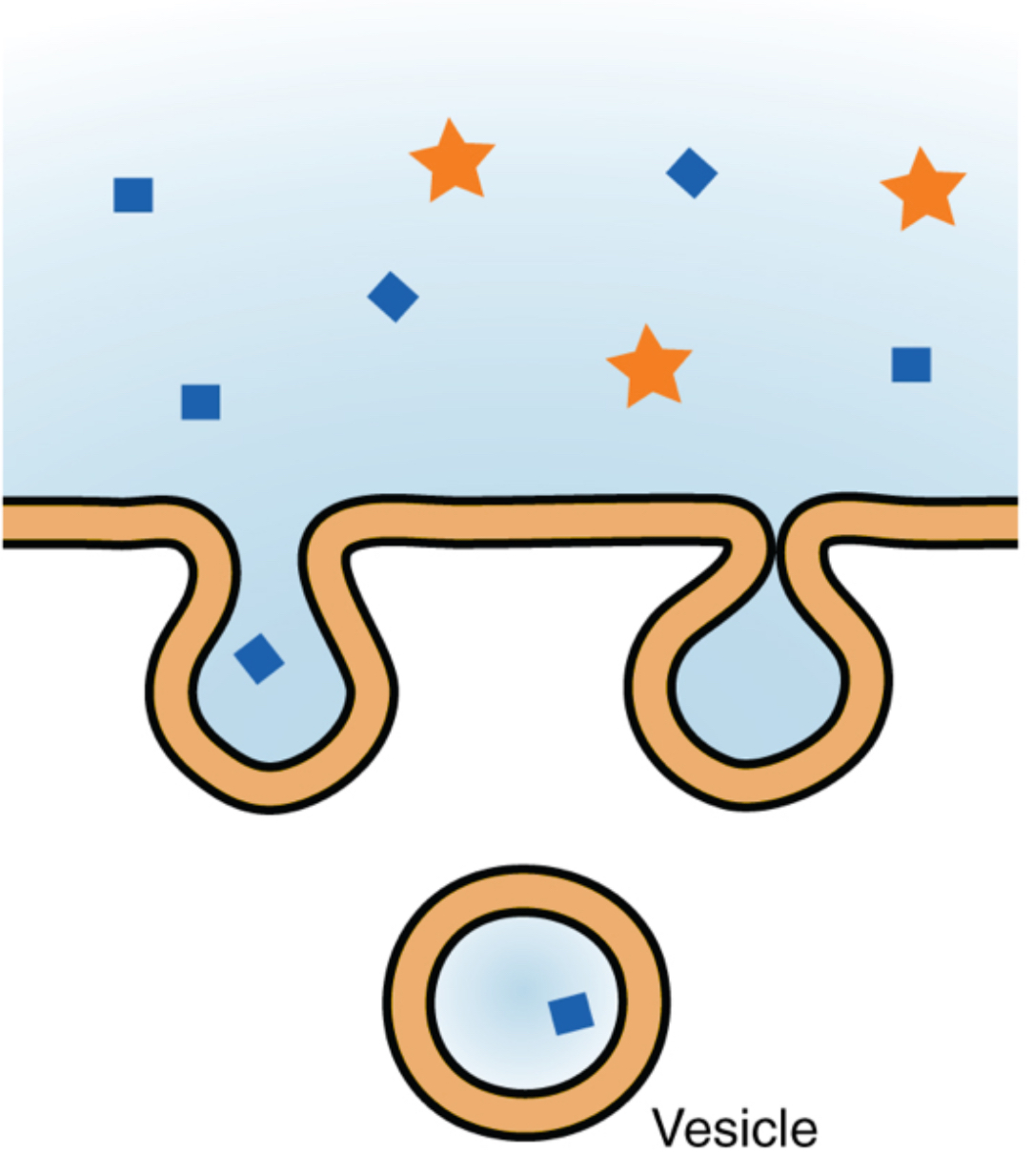 <p>What type of Endocytosis is this?</p>