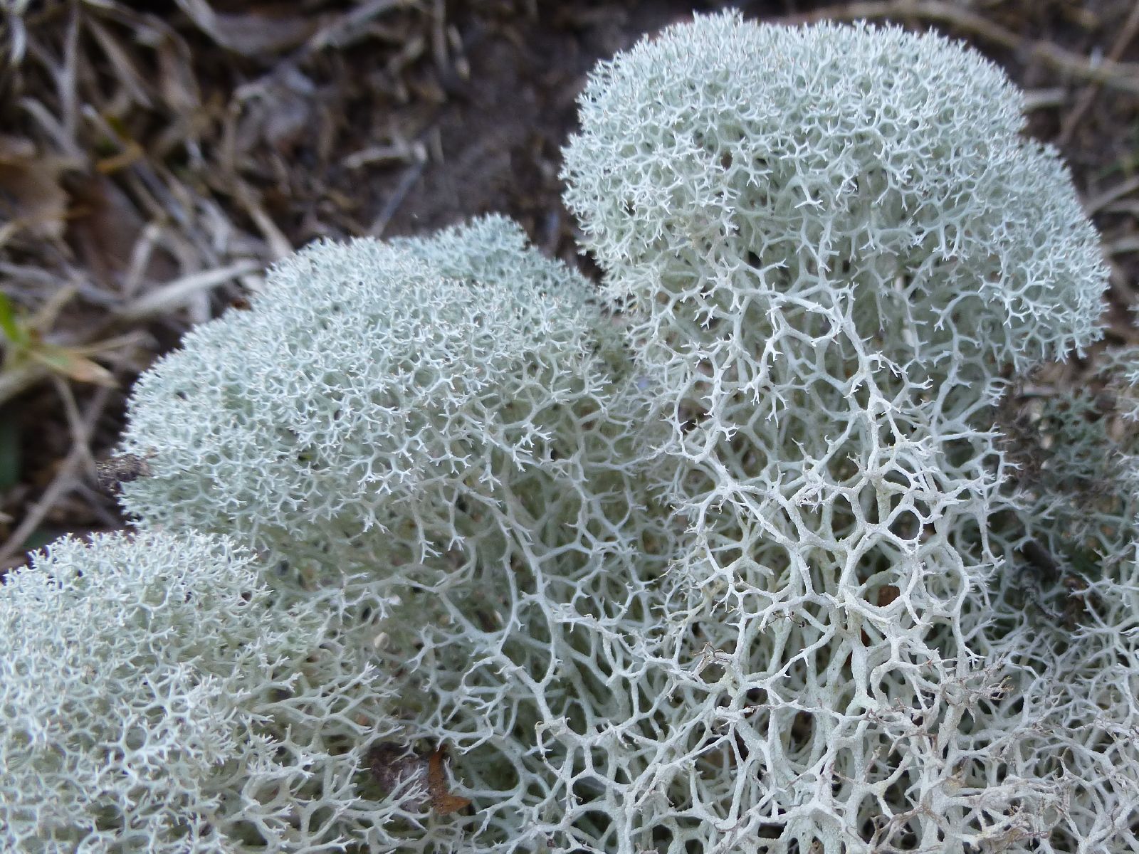 <p>Which fungi is this?</p>