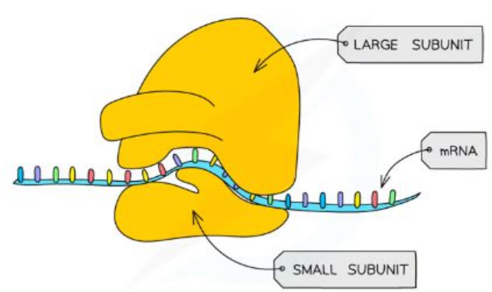 <ul><li><p>Found freely in the cytoplasm of all cells or as part of the <span style="color: yellow">rough endoplasmic reticulum</span> (RER)</p></li><li><p>Site of translation - protein synthesis </p></li><li><p>Each ribosome is a complex of ribosomal RNA (rRNA) and proteins</p></li><li><p>Eukaryotes have larger ribosomes due to being larger + making larger proteins</p><ul><li><p>Eukaryotic cells contain 80s ribosomes</p></li><li><p>Prokaryotes, mitochondria and chloroplasts contain 70s ribosomes</p></li><li><p>(‘S’ stands for a unit of measurement)</p></li></ul></li></ul>