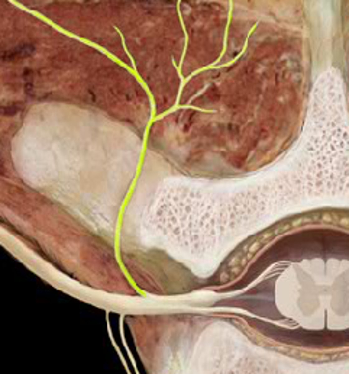 <p>the division of posterior spinal nerves that transmit motor impulses to the posterior trunk muscles and relay sensory impulses from the skin of the back</p>