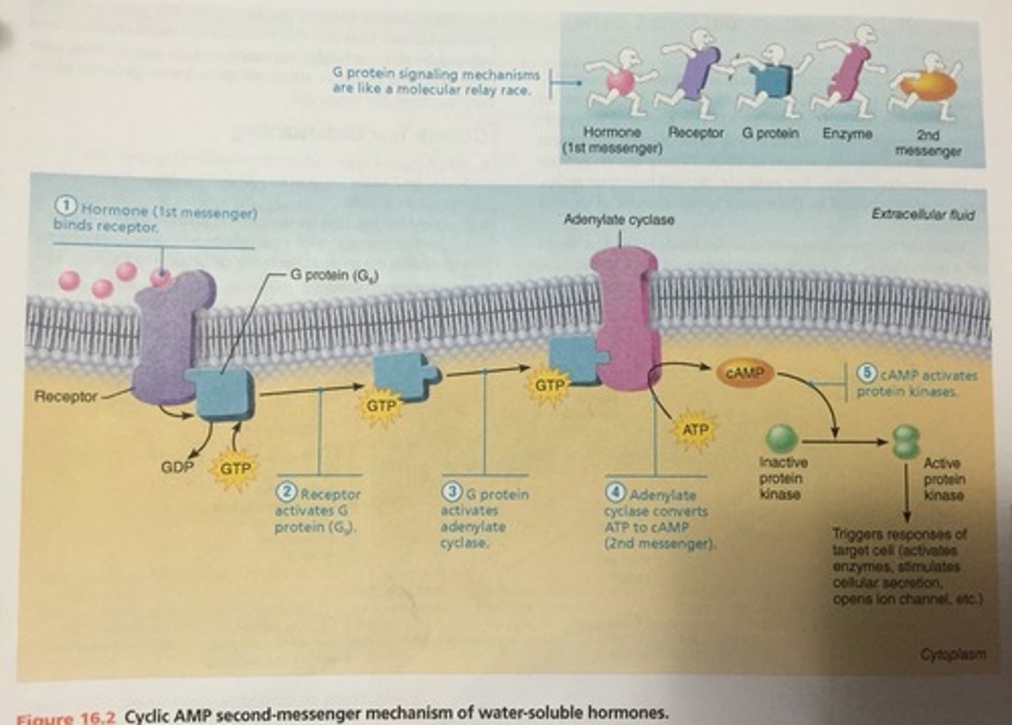 <p>(all amino acid-based hormones except thyroid hormone)</p><p>Act on plasma membrane receptors</p><p>Act via G protein second messengers</p><p>Cannot enter cell</p>