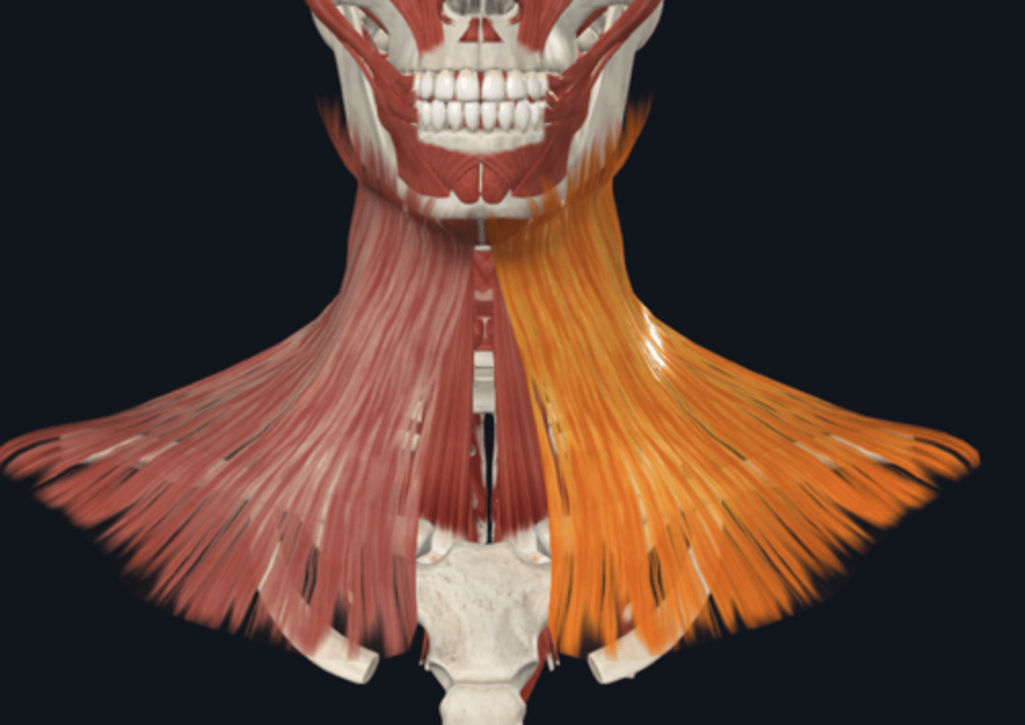 <p>Where is the attachment of the Platysma muscle what is its function?</p>