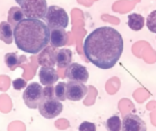 <p>Identify the cell.</p>