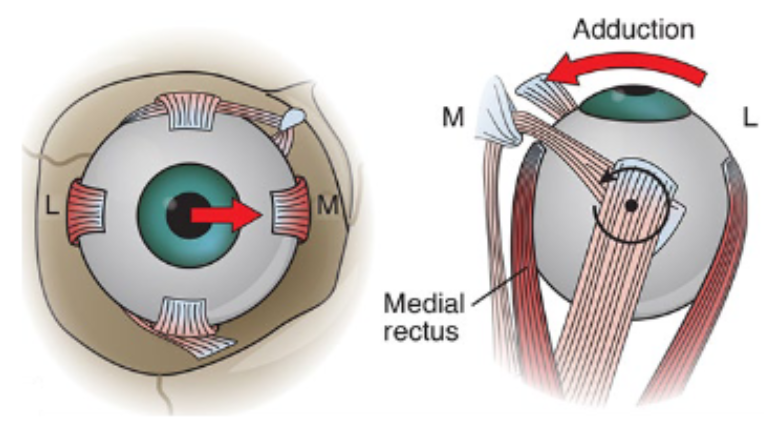 <p>What are the movements from primary position of the medial rectus?</p>