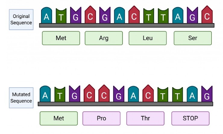 <p>&nbsp;</p><p><span style="line-height: 1.5;"><span>An original sequence and mutated sequence of DNA are shown below.</span></span></p><p><span style="line-height: 1.5;"><span>(A) Identify the mutation as a </span><strong><span>substitution </span></strong><span>or </span><strong><span>frameshift</span></strong><span>. </span><strong><u><span>Explain</span></u></strong><span>&nbsp;your selection!</span></span></p><p><span style="line-height: 1.5;"><span>(B) READ EACH OF THE FOLLOWING OPTIONS CAREFULLY BEFORE PROCEEDING.</span></span></p><p><span style="line-height: 1.5;"><span>IF YOU CHOSE </span><strong><span>SUBSTITUTION</span></strong><span>&nbsp;in part A above,&nbsp;now identify the mutation as a</span><strong><span>&nbsp;silent, missense, or nonsense </span></strong><span>mutation and explain your selection.</span></span></p><p><span style="line-height: 1.5;"><span>IF YOU CHOSE </span><strong><span>FRAMESHIFT</span></strong><span>&nbsp;in part A above, now identify the mutation as an </span><strong><span>insertion</span></strong><span> or </span><strong><span>deletion</span></strong><span> and explain your selection.</span></span></p>