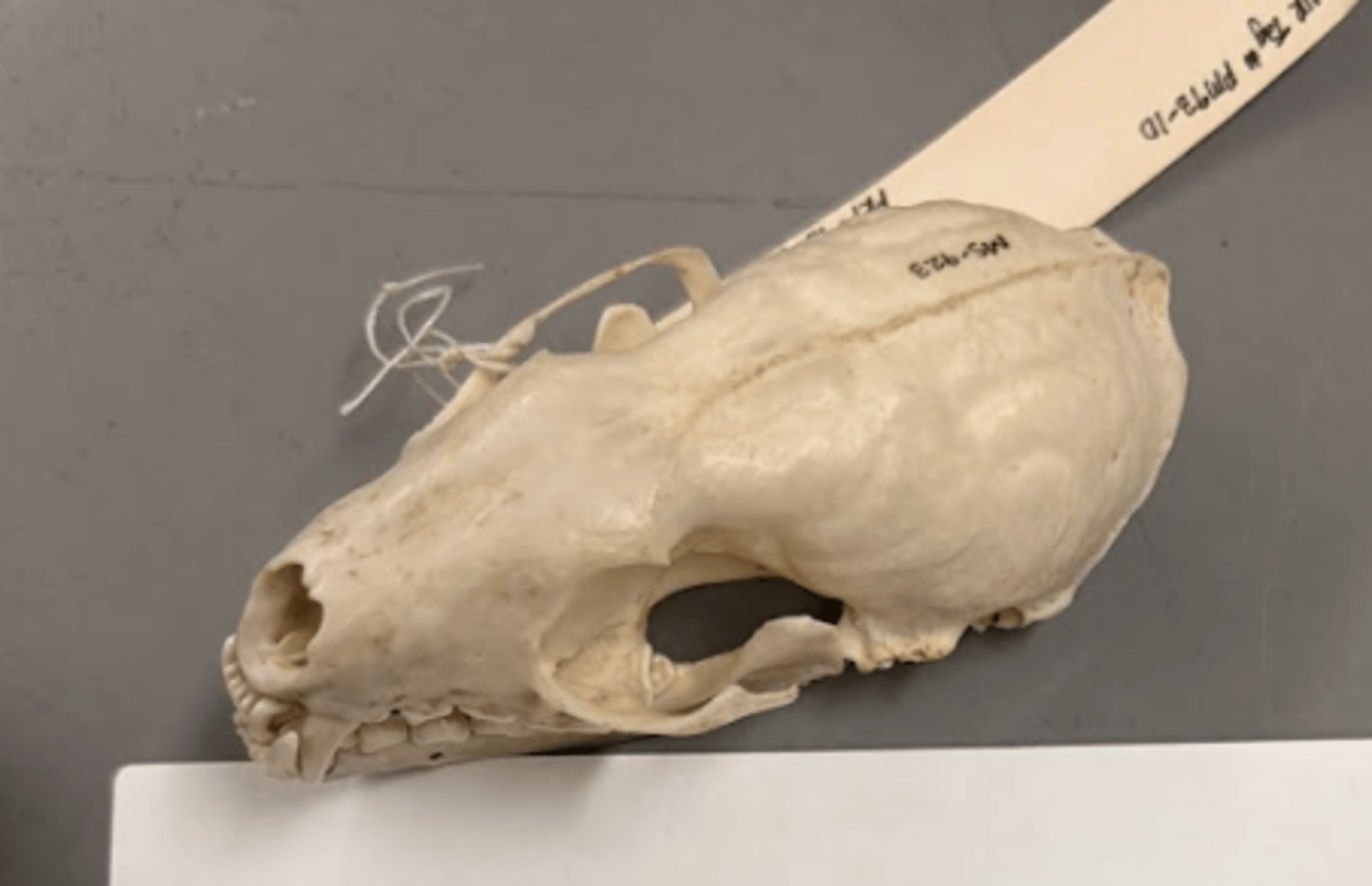 <p>What is this specimen?</p>