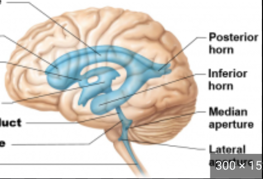 <p>4th ventricle</p>