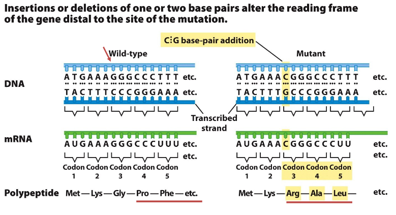 <p><strong>Definition</strong><br> Insertion or deletion of one or two base pairs that changes the reading frame of the gene</p><p><strong>Effect on Protein</strong><br> Protein sequence changes dramatically after the site of the mutation</p>