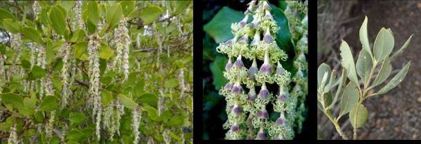 <p>Garryaceae</p>