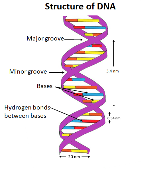 <p>Two polymers of DNA nucleotides, each with a sugar-phosphate backbone, run in antiparallel directions. Complementary DNA nitrogenous bases (A-T, C-G) form hydrogen bonds between them, binding the two polymer strands ("double") so that they wind around each other ("helix")</p>