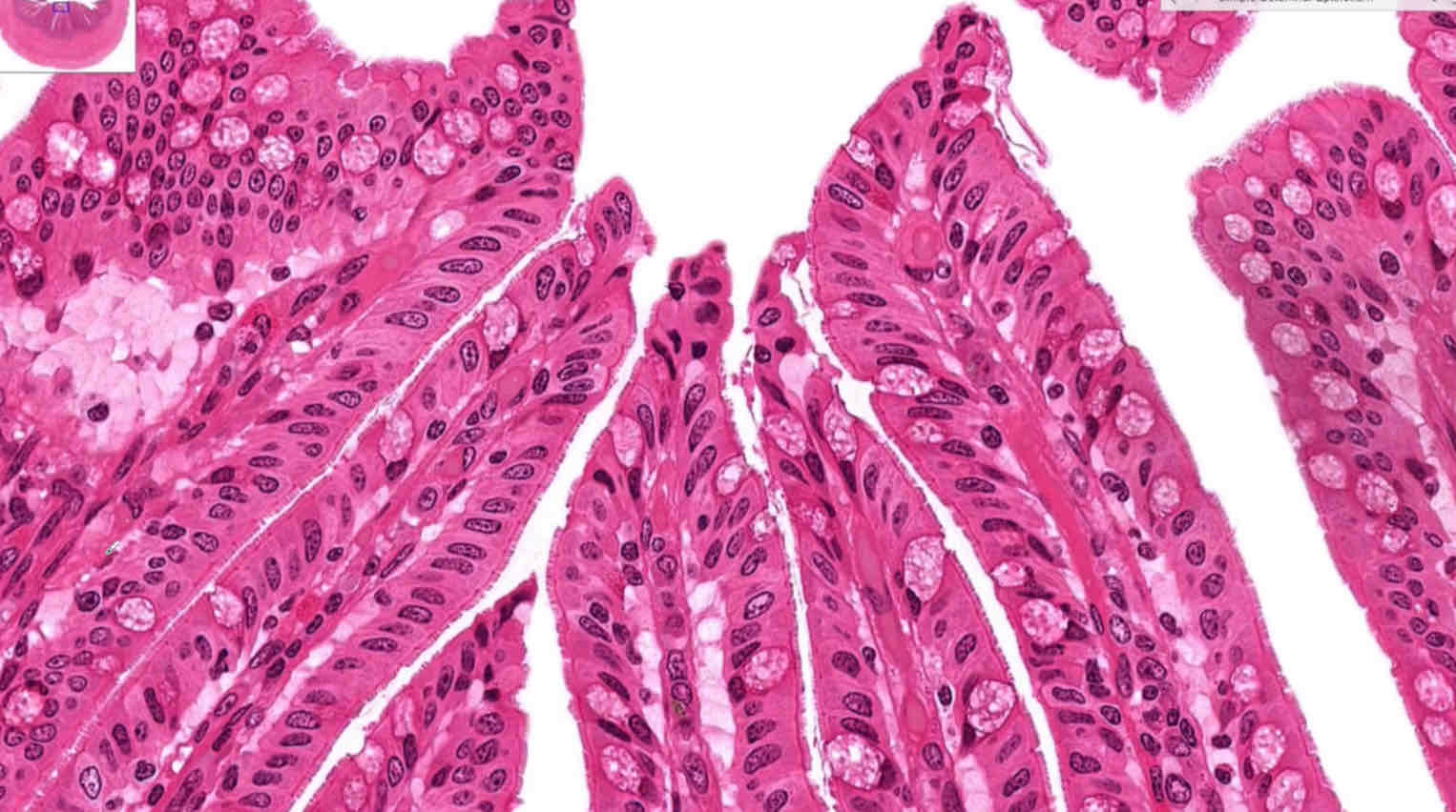 <p>Function of simple columnar epithelium</p>