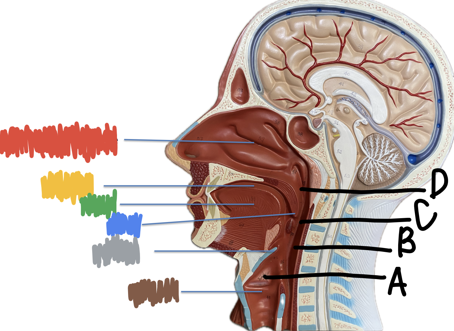 <p>What is indicated by the Blue?</p>