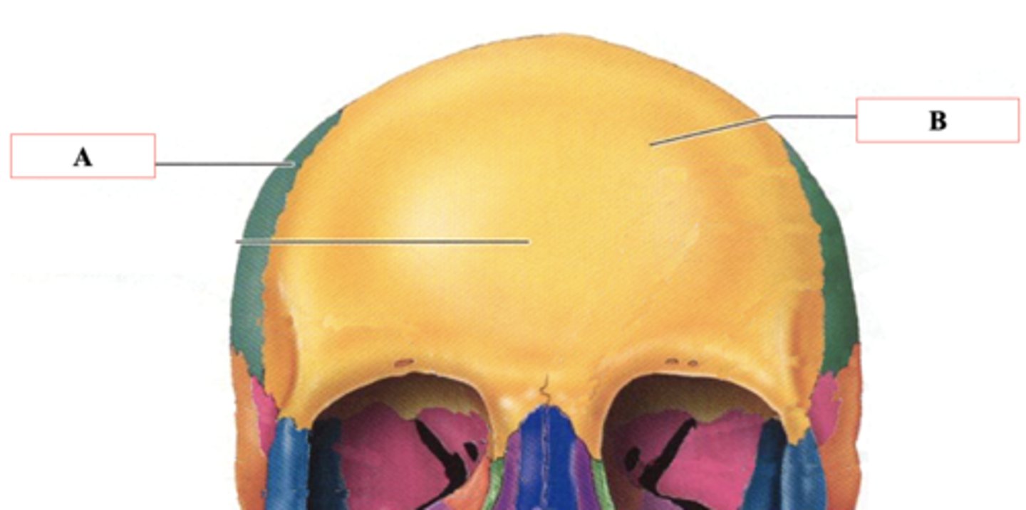<p>Identify B.</p>