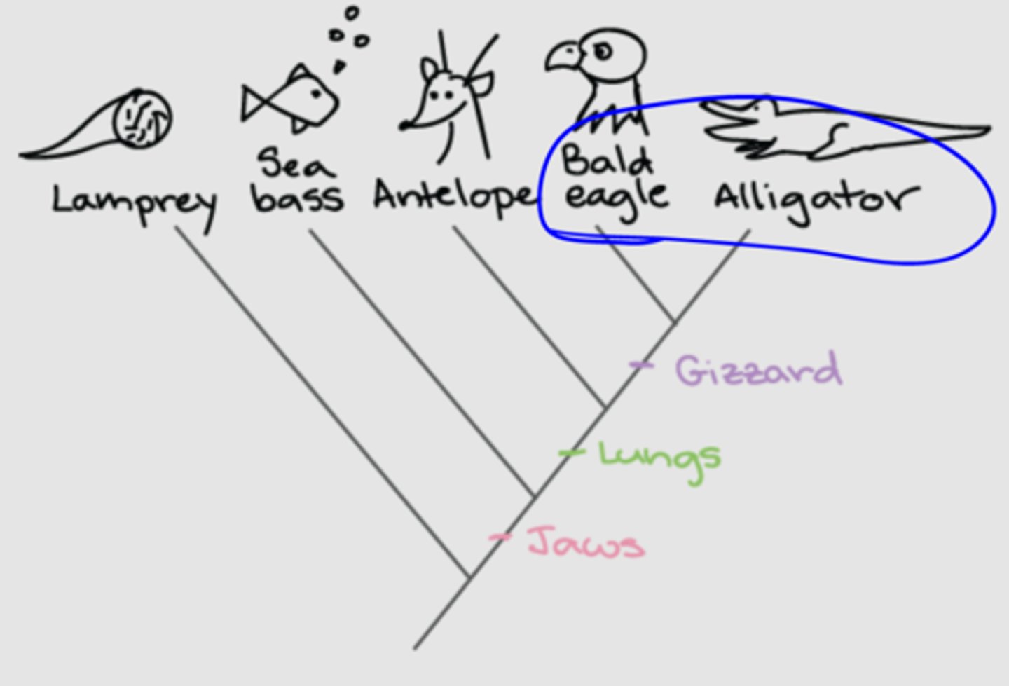 <p>Two species with the most recent common ancestor</p>