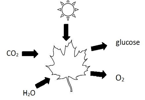 <p>glucose and oxygen</p>