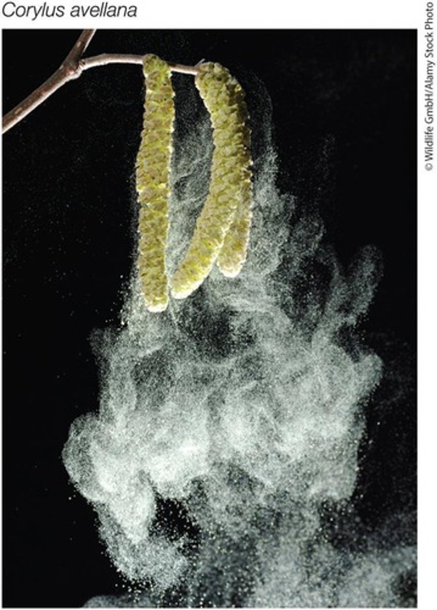 <p>The most resistant biological compound known, found in pollen grain walls, preventing dehydration and chemical damage.</p>