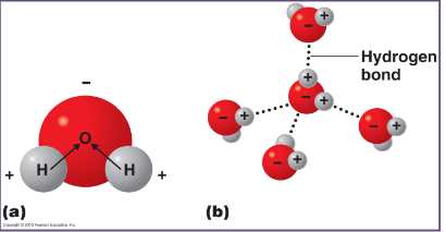 <p>These bonds form when Hydrogen is covalently bound to oxygen or another<br>electron loving molecule such as nitrogen</p><p>1 water molecule will be attracted through covalent bonds</p><p>4 charges (2 partial negative &amp; 2 partial positive)</p>