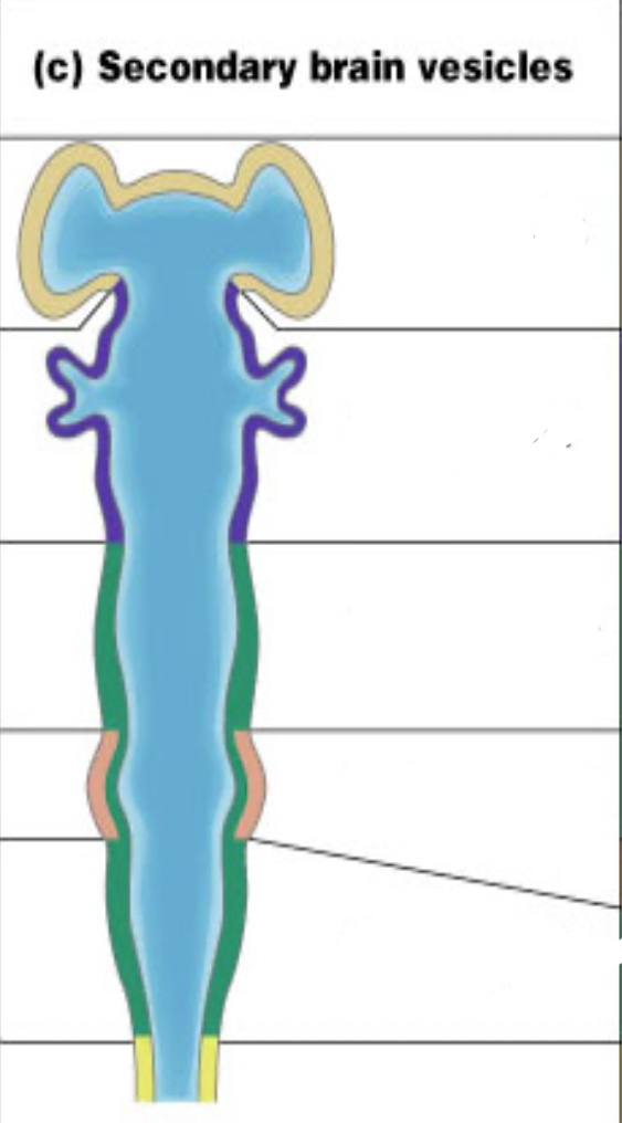 <p>List the secondary brain vesicles from top to bottom </p>