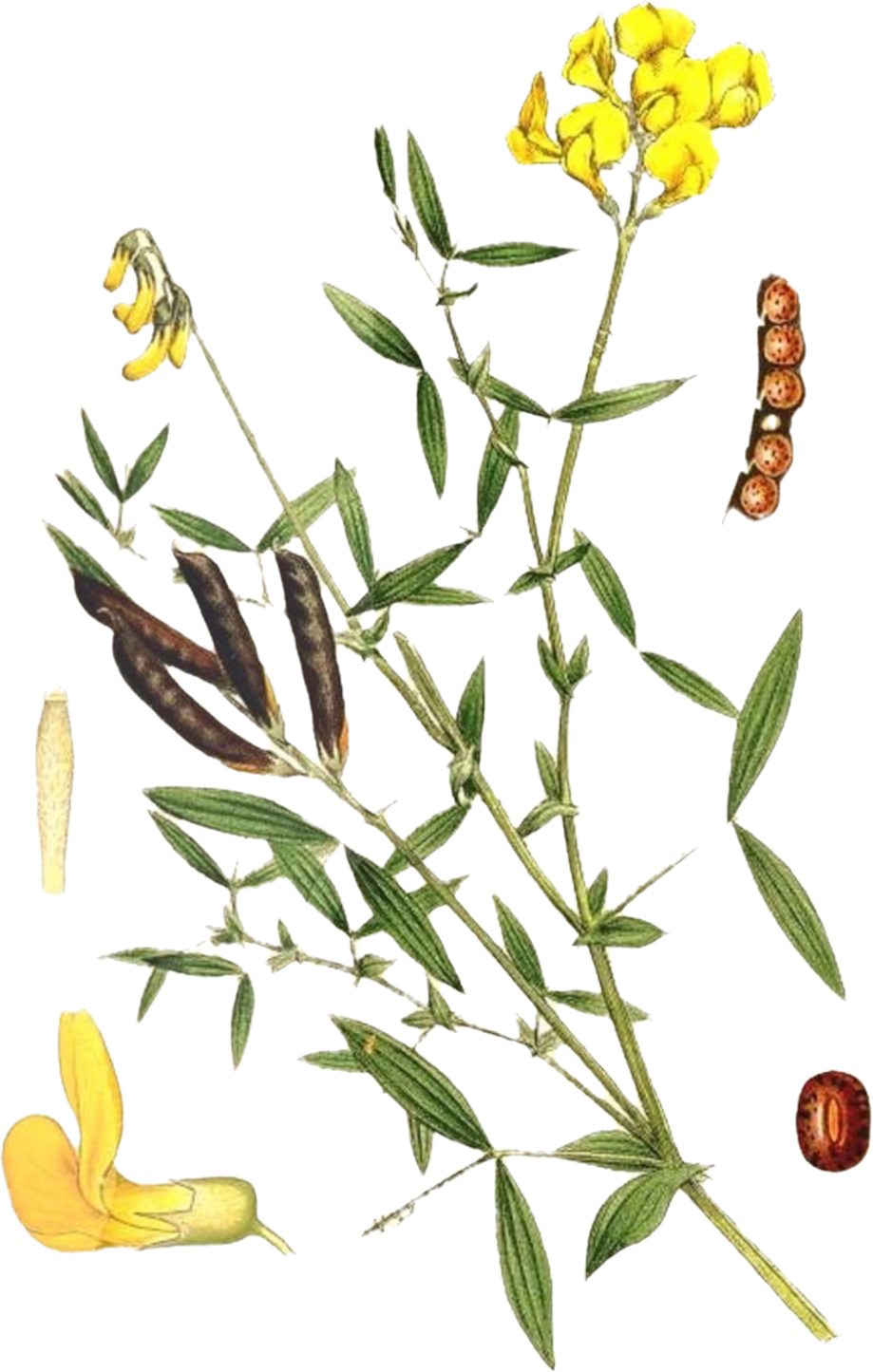 term image