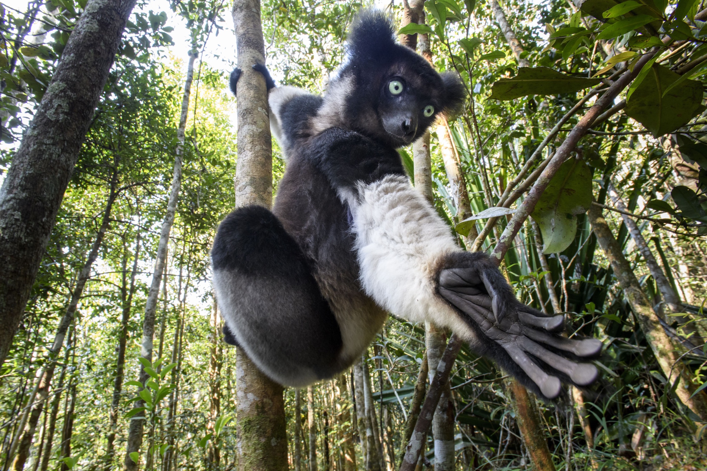 <p><em>Indri</em></p>