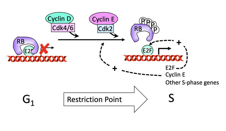 <ol><li><p>RB binds and inhibits E2F</p></li><li><p><strong>Upon mitogen signals</strong></p></li><li><p>RB is a substrate of G1/S CDK</p><ul><li><p>so undergoes sequential phosphylation</p></li></ul></li><li><p>Hyperphosphylation inactivates RB triggering E2F-dependent transcription</p></li><li><p>Among S-phase E2F transcriptional targets are</p><ul><li><p>E2F and Cyclins E and A</p></li><li><p>Their up regulation sets up a <em>positive feedback loop</em></p><ul><li><p>for RB inactivation unleashing the S-phase transcriptional programme</p></li></ul></li></ul></li></ol><p>OVERALL: mitogens→ G1/S-CDK phosphylation inactivate RB→ go into S-phase</p><p></p>