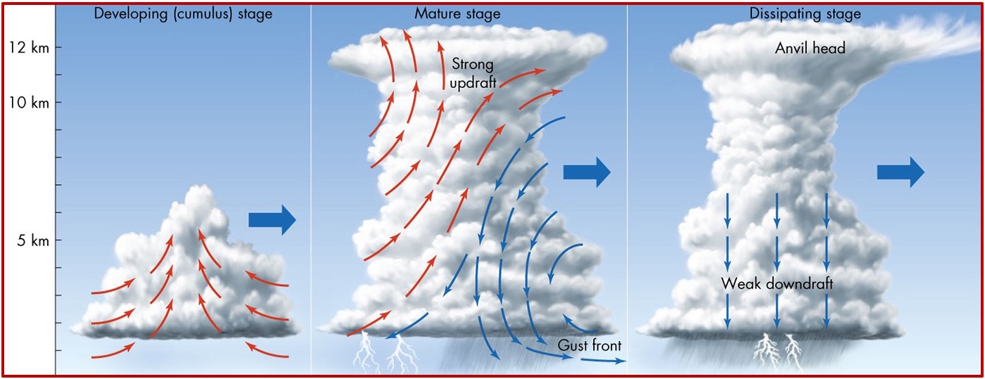 <ol><li><p>Cumulus</p></li><li><p>Mature</p></li><li><p>Dissipative </p></li></ol><p>Most pass through all 3 stages in 1 hr</p><p></p>