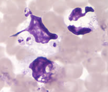 <p>What organism is this?</p>