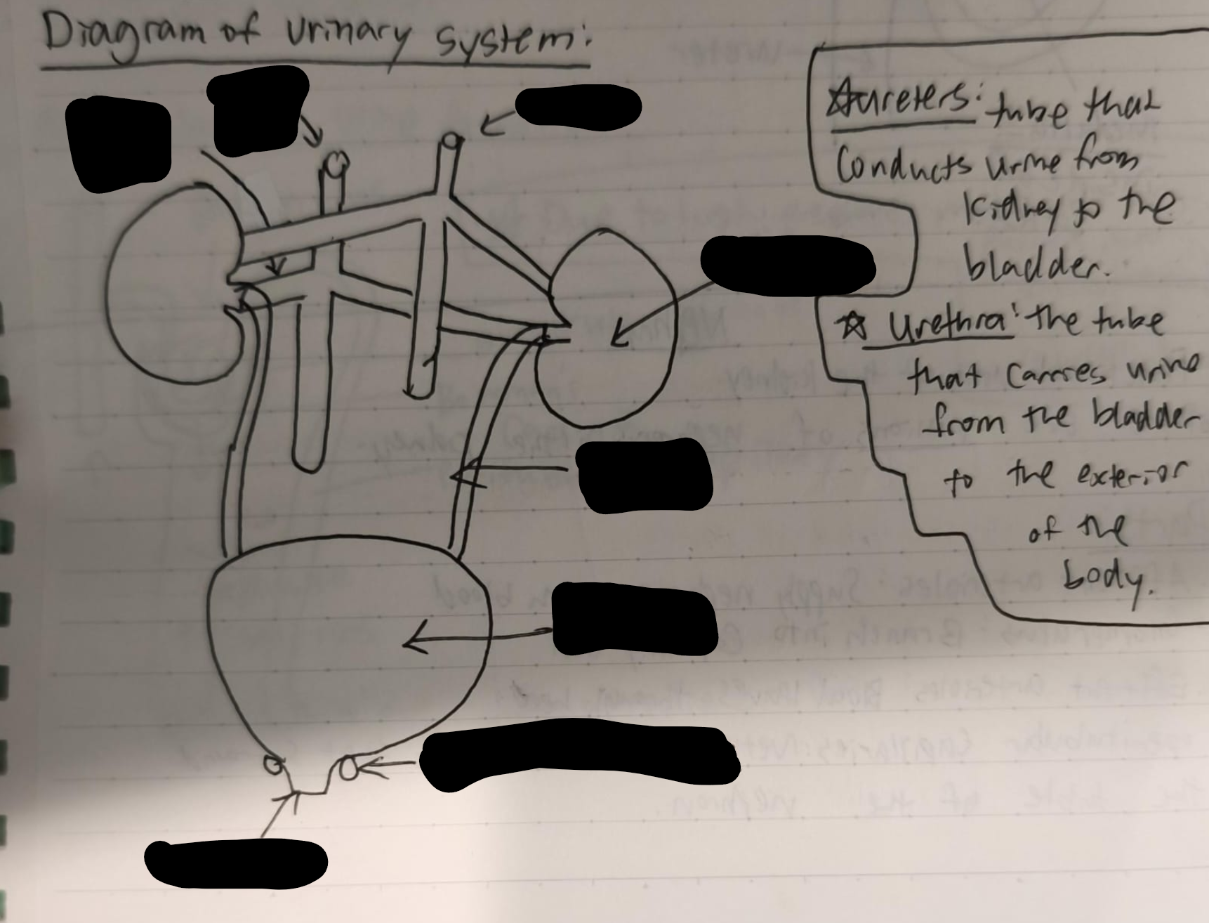 <p>Label the urinary system </p>