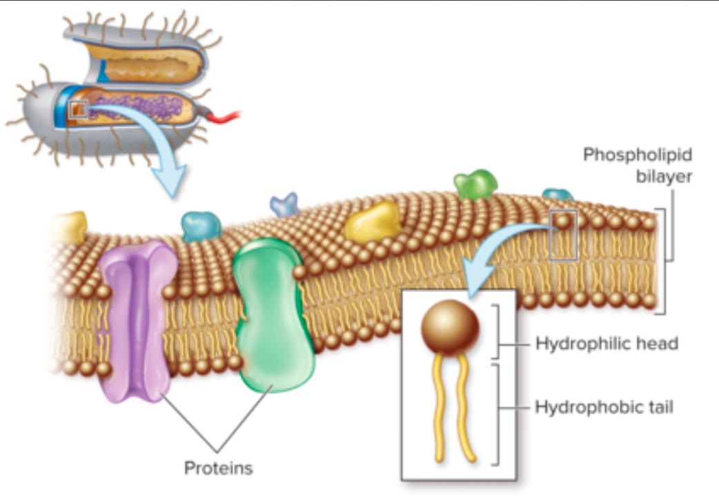 <ul><li><p>There’s <strong>HYDROPHOBIC TAILS TOWARDS LAYER </strong></p></li><li><p><strong>HYDROPHILIC HEADS</strong> that are <strong>OUTWARDS</strong> </p></li></ul><p></p>