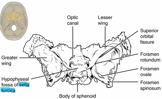 <p>sella turcica → looks like a saddle, behind the nose in front of foramen magnum, holds the pituitary gland</p>