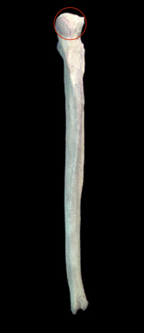 <p>What structure is this?</p>
