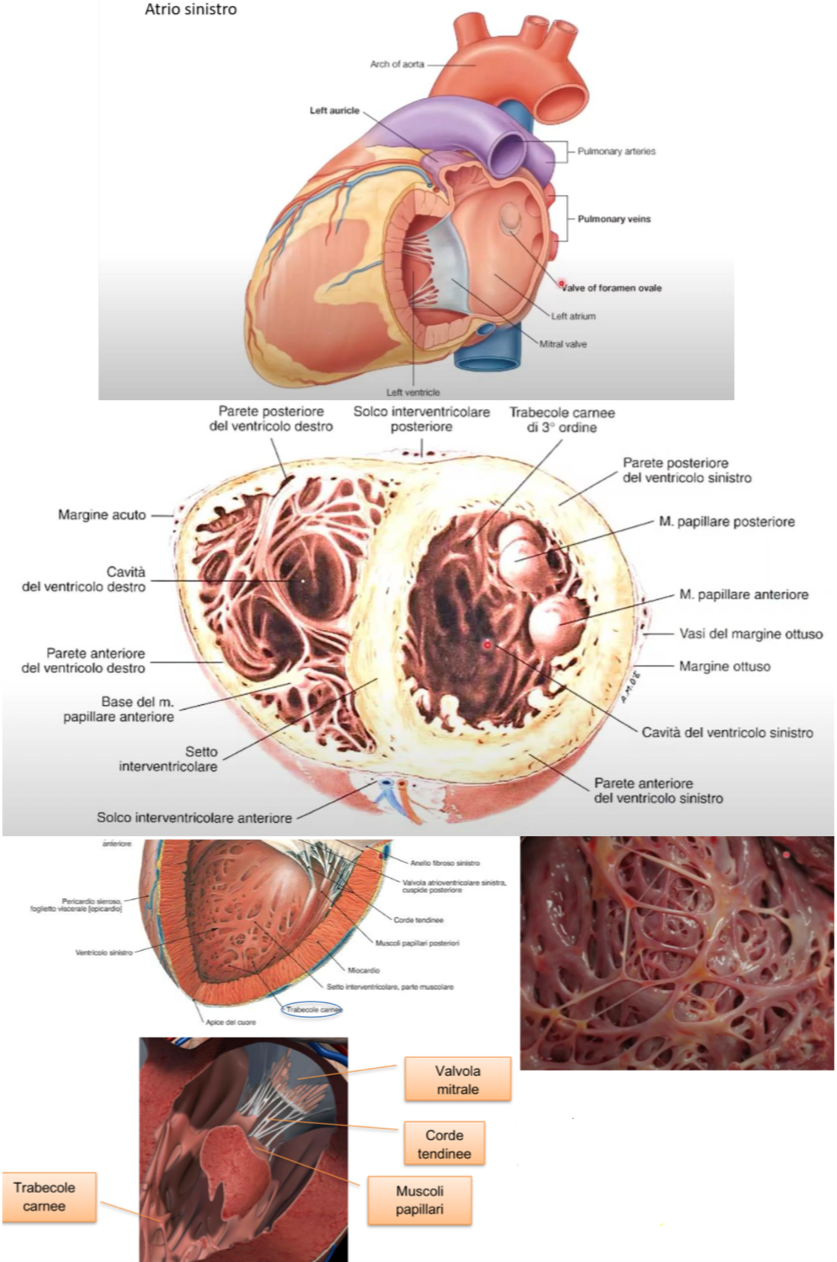 <p>Spessore pareti cardiache:</p><ul><li><p>Atri → spessore circa 1mm </p></li><li><p>Ventricolo dx → spessore circa 3mm</p></li><li><p>Ventricolo sx → spessore circa 9mm, più spesso perché pompa nella grande circolazione, per la quale serve più pressione</p></li><li><p>Spessore dovuto principalmente al miocardio</p></li></ul><p>Superficie interna dei ventricoli (trabecole carnee):</p><ul><li><p>Le irregolarità interne della parete dei ventricoli sono dovute alle trabecole carnee e possono essere di diverso tipo</p></li><li><p>Trabecole di PRIMO ORDINE:</p><ul><li><p>aderiscono alla parete con una sola estremità</p></li><li><p>si proiettano nel lume ventricolare</p></li><li><p>formano i muscoli papillari </p></li></ul></li><li><p>Trabecole di SECONDO ORDINE:</p><ul><li><p>aderiscono alla parete con entrambe le estremità</p></li></ul></li><li><p>Trabecole di TERZO ORDINE:</p><ul><li><p>aderiscono completamente alla parete ventricolare</p></li></ul></li></ul><p>Corde tendinee:</p><ul><li><p>Dai muscoli papillari originano le corde tendinee costituito da connettivo denso fibrillare</p></li><li><p>Queste si inseriscono sui margini delle cuspidi valvolari e insieme a muscoli papillari formano IL COMPLESSO VALVOLARE ATRIOVENTRICOLARE</p></li><li><p>Questo complesso garantisce la funzionalità delle valvole.</p></li></ul><p></p>