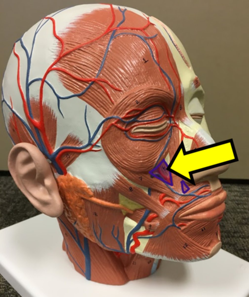 <p>Name the muscle</p>