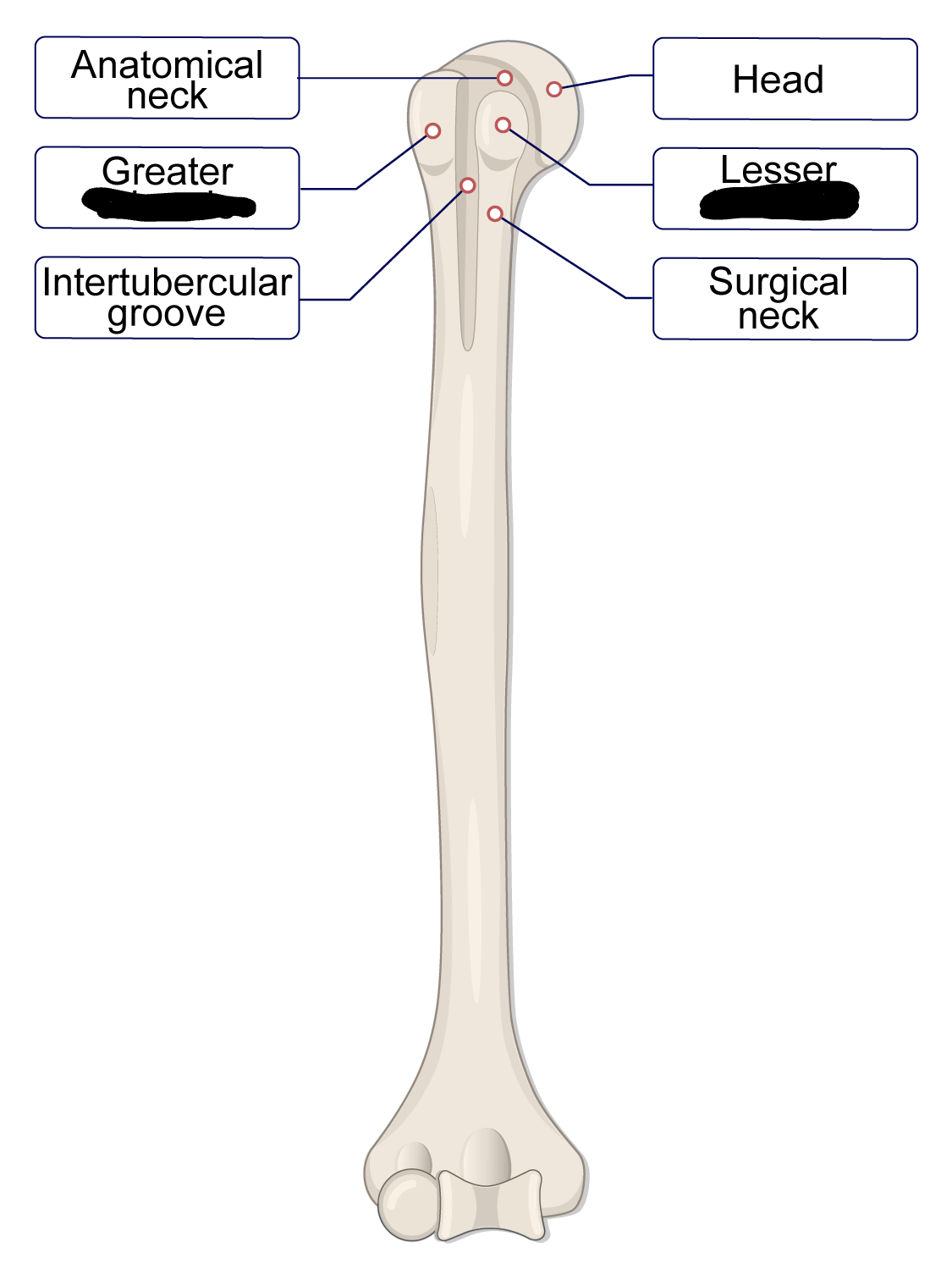 <p>a small rough projection (humerus only)</p>