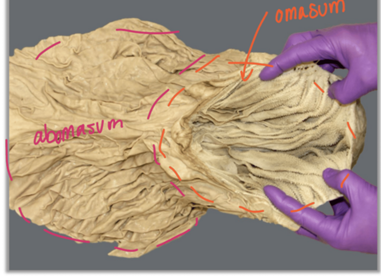 <p>how would you describe the internal features of the omasum</p>