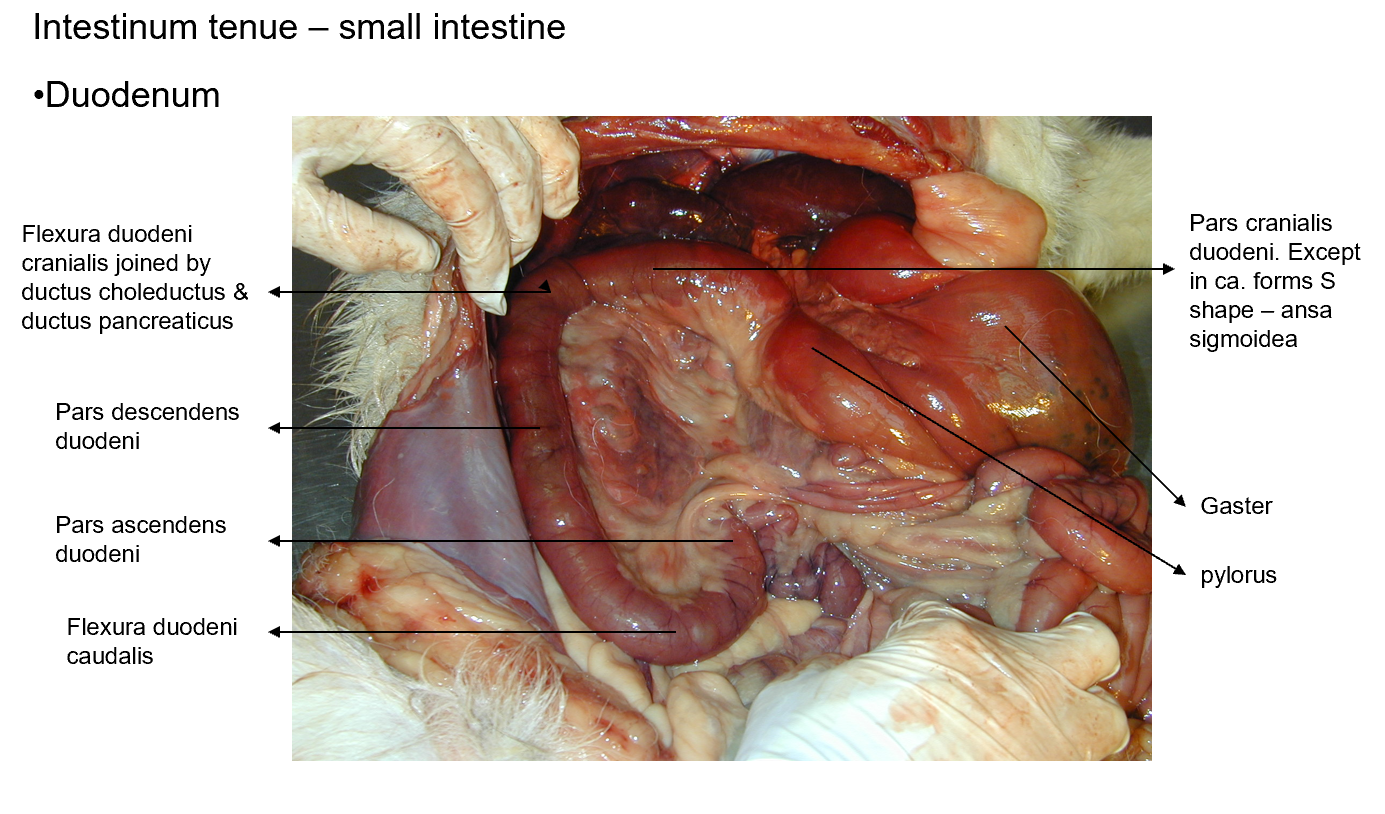 <p>Position: dorsally, to the right in abdominal cavity, going from pars pylorica ventriculi to the jejunum.</p><p>A part of: Intestinum tenue</p><ol><li><p><strong>pars cranialis</strong> (between pars pylorica ventriculi and flexura duodeni cranialis)</p><ul><li><p>forms ansa sigmoidea (a) which is absent in car, car =flexura duodeni cranialis (b)</p></li></ul></li><li><p><strong>pars descendens</strong> (goes caudally along cavity)</p><ul><li><p>C) forms flexura duodeni caudalis</p></li></ul></li><li><p><strong>pars ascendens</strong> (runs cranially)</p><ul><li><p>d) continuing by means of flexura duodenojejunalis, ventrally to jejunum, at this flexura, the colon descendens is attached to duodenum ascendens by means of plica duodenocolica.</p></li></ul></li></ol><p></p>