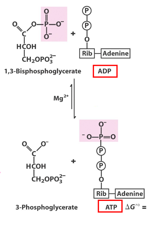 <p>what enzyme</p>