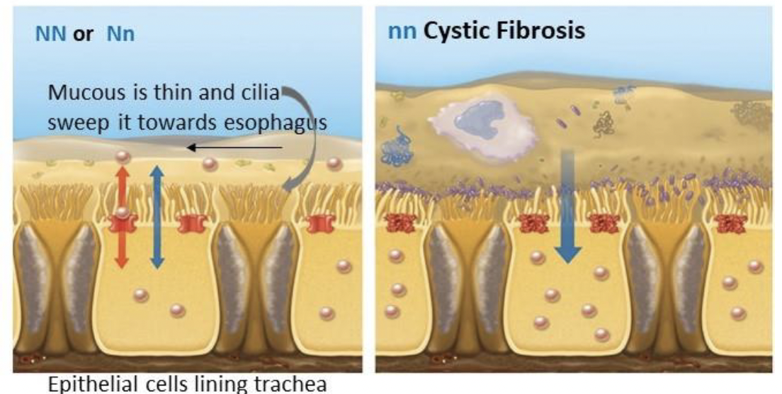 <p>How does the CFTR protein regulate the viscosity of the mucous that lines the respiratory system? Your answer should reflect an understanding of osmosis and the role of the ciliated cells that line the trachea.</p>